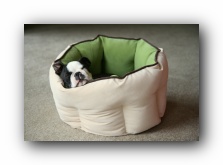 howie the boston terrier puppy