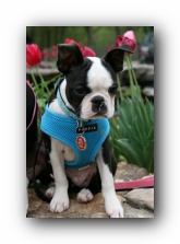 howie the boston terrier puppy