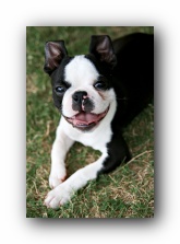 howie the boston terrier puppy