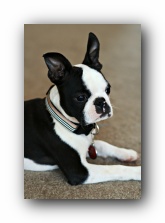 Howie the Boston Terrier Puppy