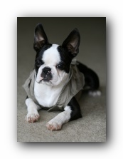 Howie the boston terrier puppy