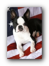 4th of July Boston Terrier Puppies