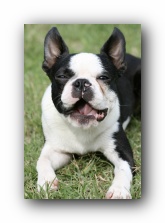 howie the boston terrier puppy