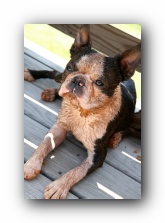 howie the sunwoods boston terrier puppy