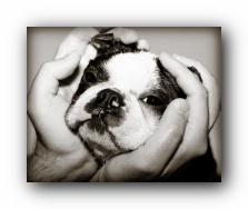 howie the boston terrier taking a bath