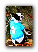 howie the boston terrier puppy