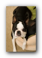 howie the boston terrier puppy