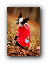 howie the boston terrier puppy