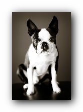 howie sunwoods boston terrier puppy