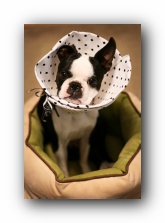 boston terriers