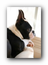 howie sunwoods boston terrier puppy