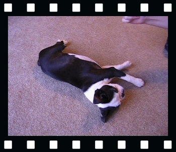 Howie this boston terrier puppy's trick video!