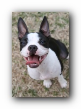 Miley the Boston Terrier Puppy