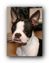 Miley the Boston Terrier Puppy