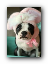 miley the boston terrier puppy
