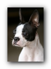 miley the boston terrier puppy