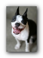 miley the boston terrier puppy