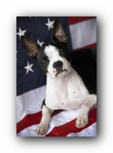 4th of July Boston Terrier Puppies