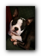 miley the boston terrier puppy