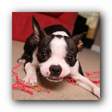 miley the boston terrier puppy