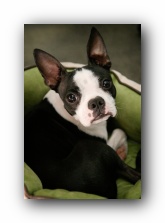 miley the boston terrier puppy