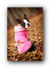 miley the boston terrier puppy