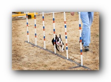 boston terrier agility pictures and videos