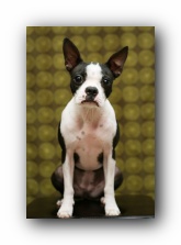 boston terriers