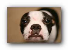 boston terriers