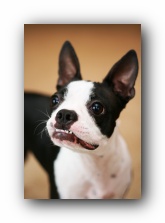 miley boston terrier puppy