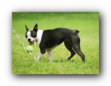 boston terrier puppies