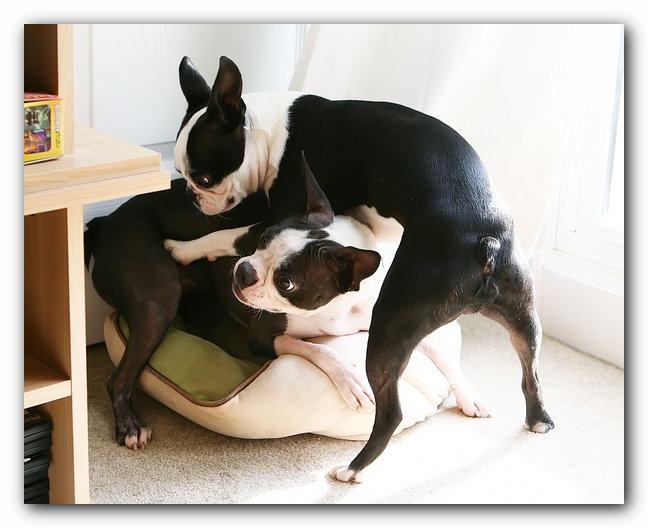 miley and howie | boston terrier puppies