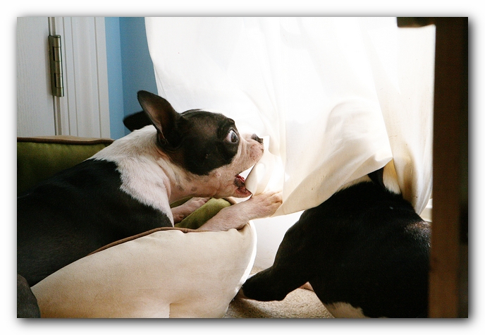 miley and howie | boston terrier puppies