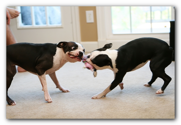 miley and howie | boston terrier puppies