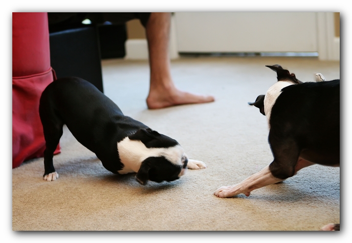 miley and howie | boston terrier puppies
