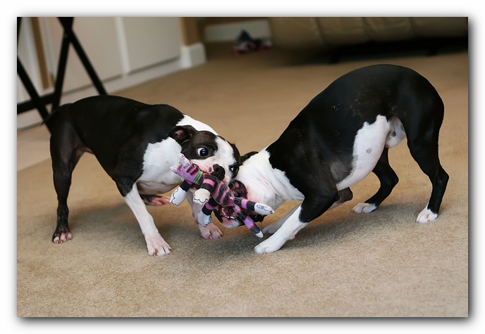 miley and howie | boston terrier puppies