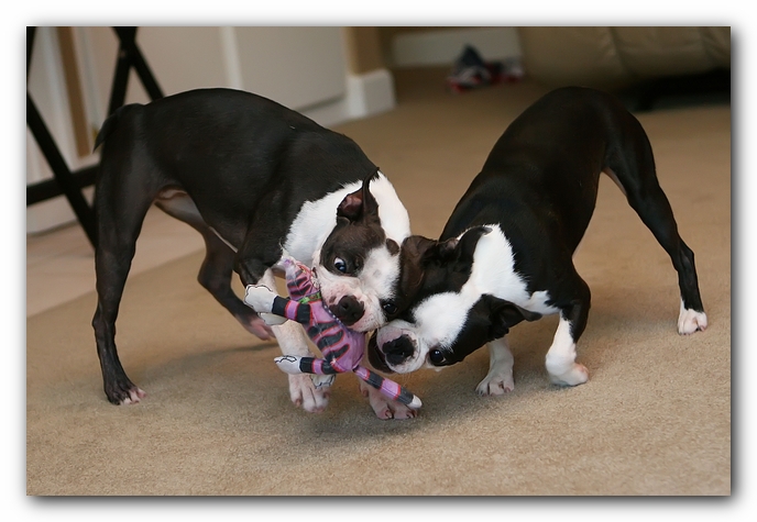 miley and howie | boston terrier puppies