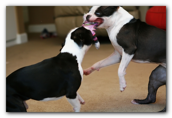 miley and howie | boston terrier puppies