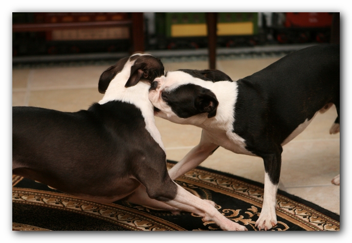 miley and howie | boston terrier puppies