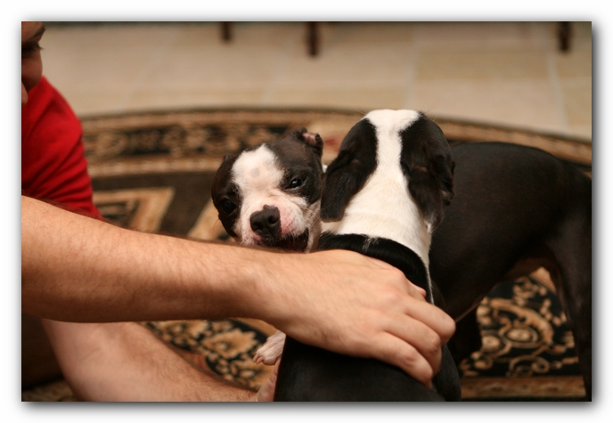 miley and howie | boston terrier puppies