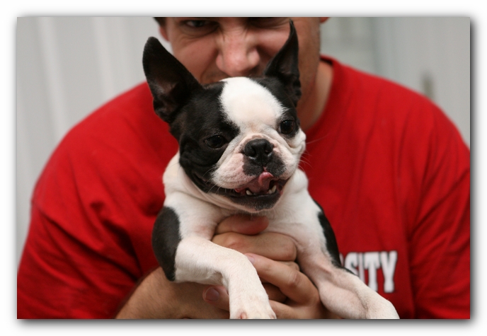 miley and howie | boston terrier puppies