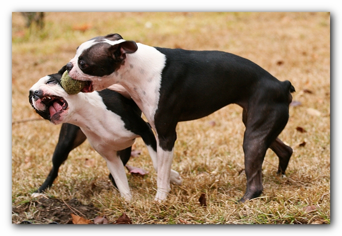 miley and howie | boston terrier puppies