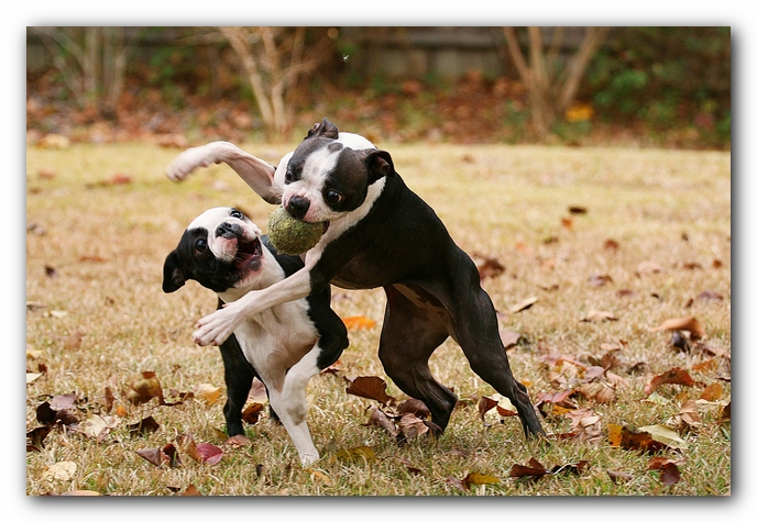 miley and howie | boston terrier puppies