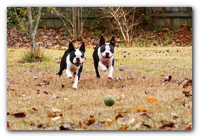 miley and howie | boston terrier puppies