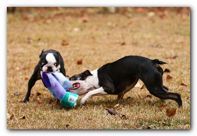 miley and howie | boston terrier puppies