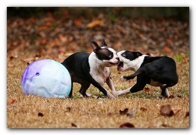 miley and howie | boston terrier puppies