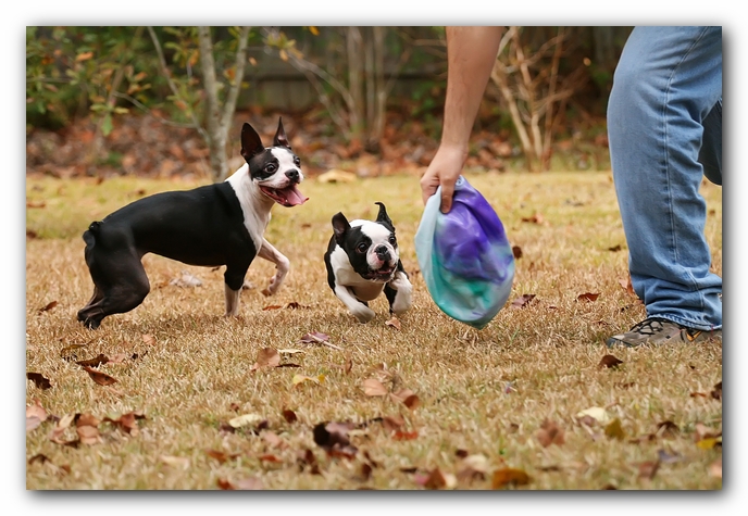 miley and howie | boston terrier puppies