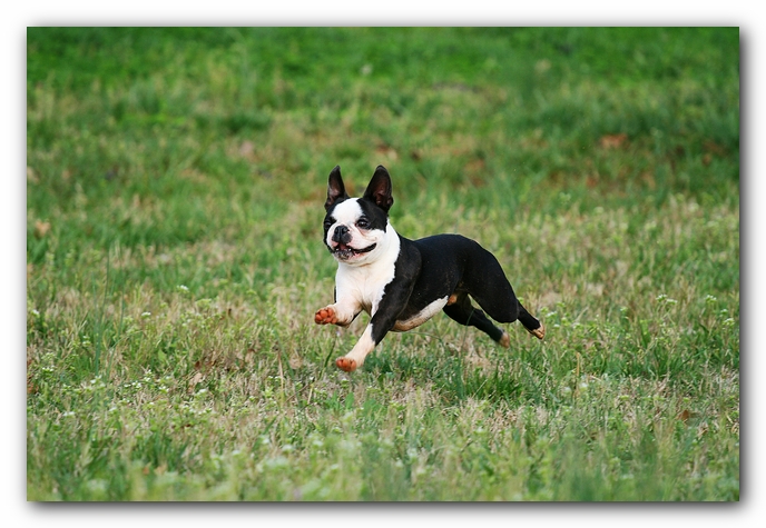 muddy boston terrier puppies