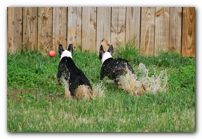 muddy boston terrier puppies