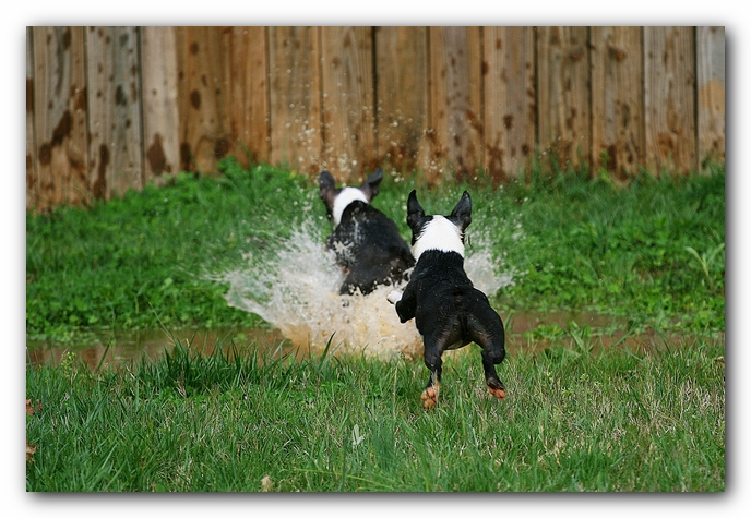 muddy boston terrier puppies